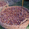 Gesztenyünnep 2011 Gesztenyünnep 2011